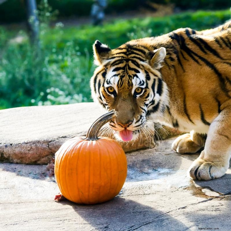 2021年ハロウィンの楽しみ方：ミネソタで過ごす不気味な季節